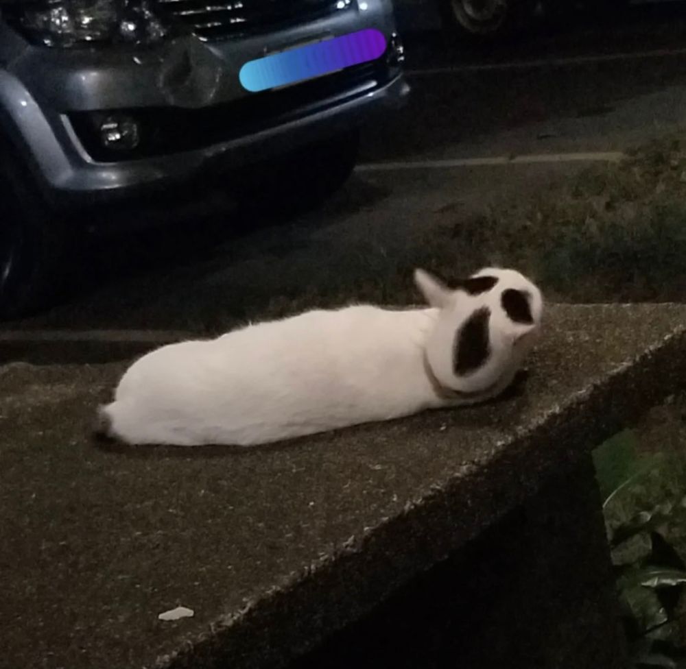 a white cat with black markings on its head and ears, lying stretched out on a concrete surface at night. the black spots on its head resemble the ghostface mask from the scream movies