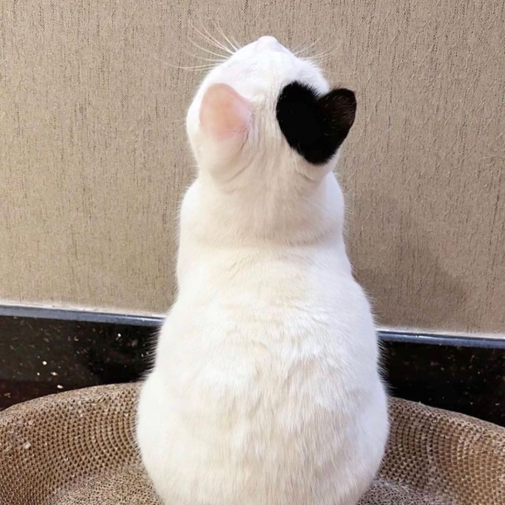the picture that inspired the drawing. the white cat is positioned on a scratching pad, against a neutral beige wall. a black heart-shaped marking is visible on the back of its head, near one ear!!