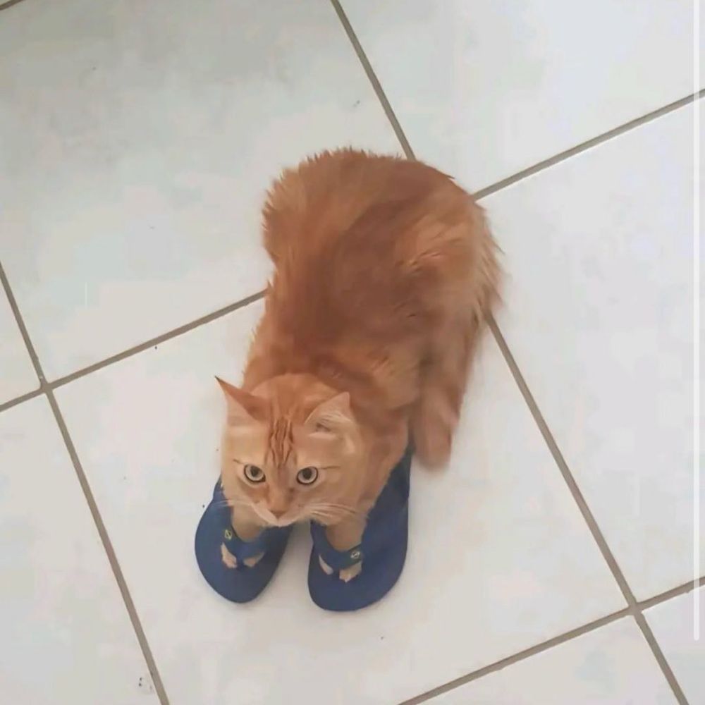 the picture that inspired the drawing! a fluffy orange cat is sitting on a tiled floor, with its front paws placed inside a pair of blue flip flops, giving the impression that the cat is "wearing" them. the cat has wide, curious eyes and appears to be looking up toward the camera.