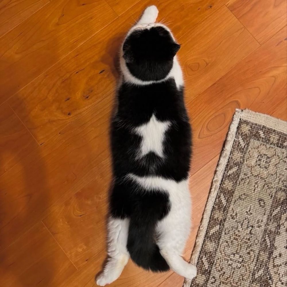 a tuxedo cat lying stretched out on a wooden floor beside a patterned rug. the cat’s back has a distinctive white star-shaped patch surrounded by black fur