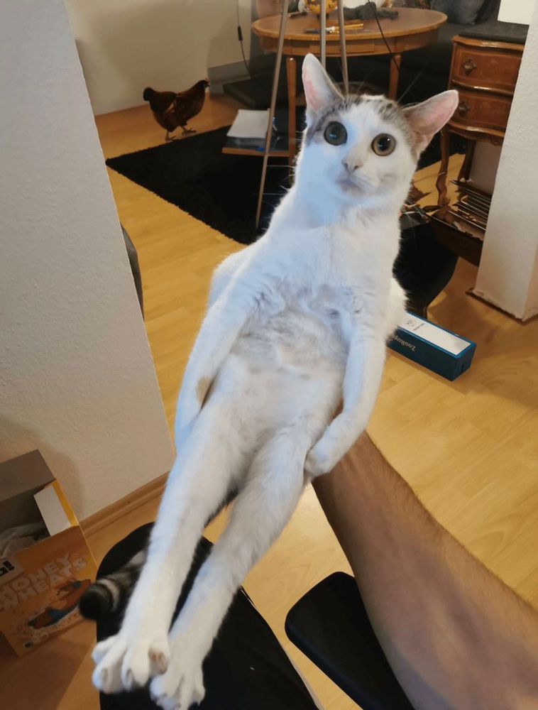 a picture of a white and gray cat being held in a similar upright position, legs stretched and paws together, with an equally bewildered expression and wide eyes