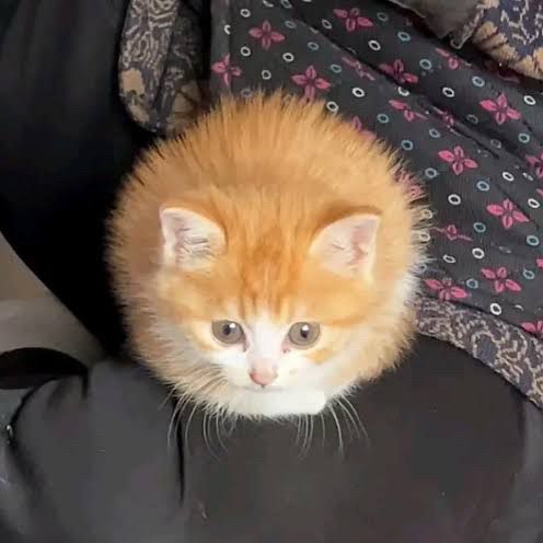 a fluffy orange and white kitten with a perfectly round body, sitting curled up on someone's lap. its fur is so puffed out that it resembles a mold spore