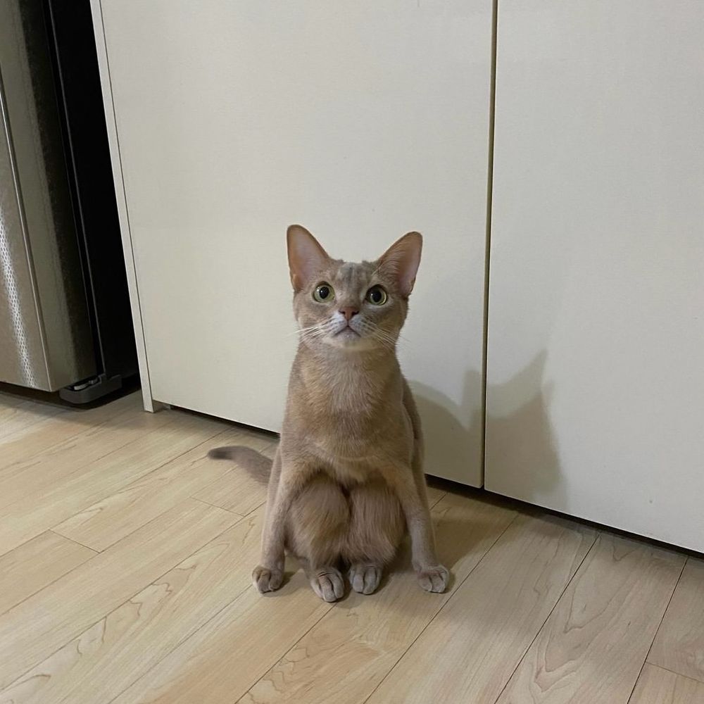 a light brown cat with large ears and green eyes sits on a wooden floor in an unusual posture