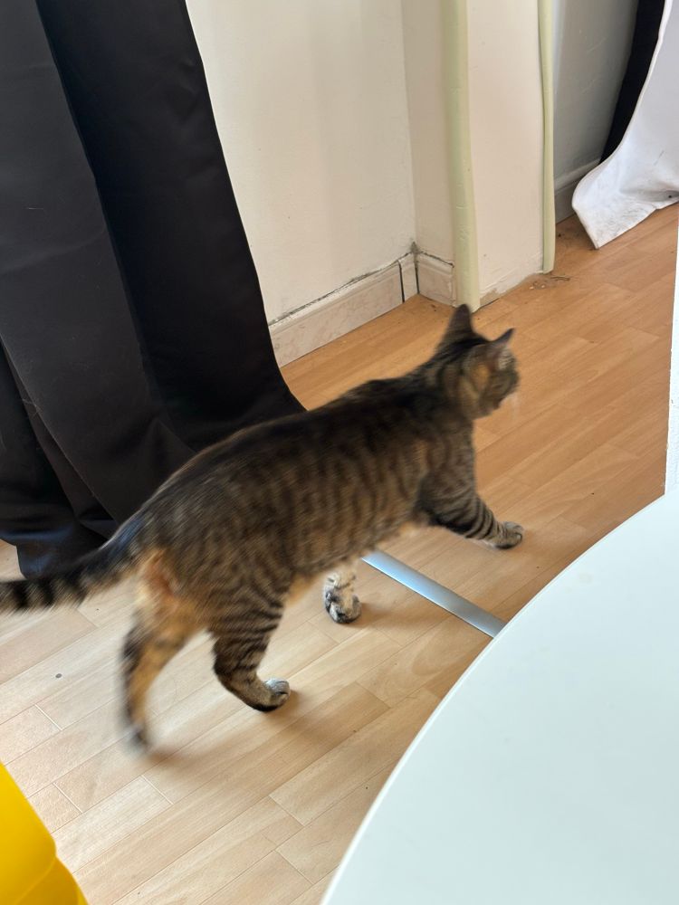 Georges cherche la sortie. Il commence à miauler.