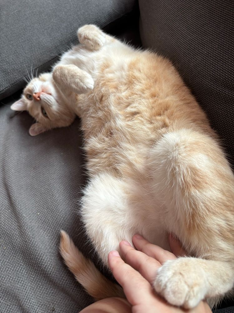 Guillaume Dupont (aka Guigui), un de mes chats, jaune crème pale, dans une position de contorsionniste étrange sur mon canapé, regarde l’objectif avec l’air de vouloir me dire uwu plus de patpat.