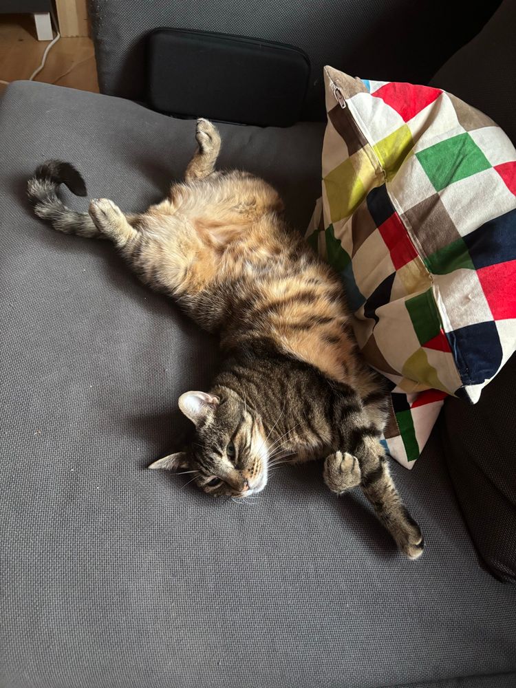 Georges Pompidou de la Rycotte, un de mes chats, européen tigré gris-vert et sable, dans une position de contorsionniste étrange sur mon canapé, regarde l’objectif avec l’air de vouloir être dessiné comme une de mes françaises.