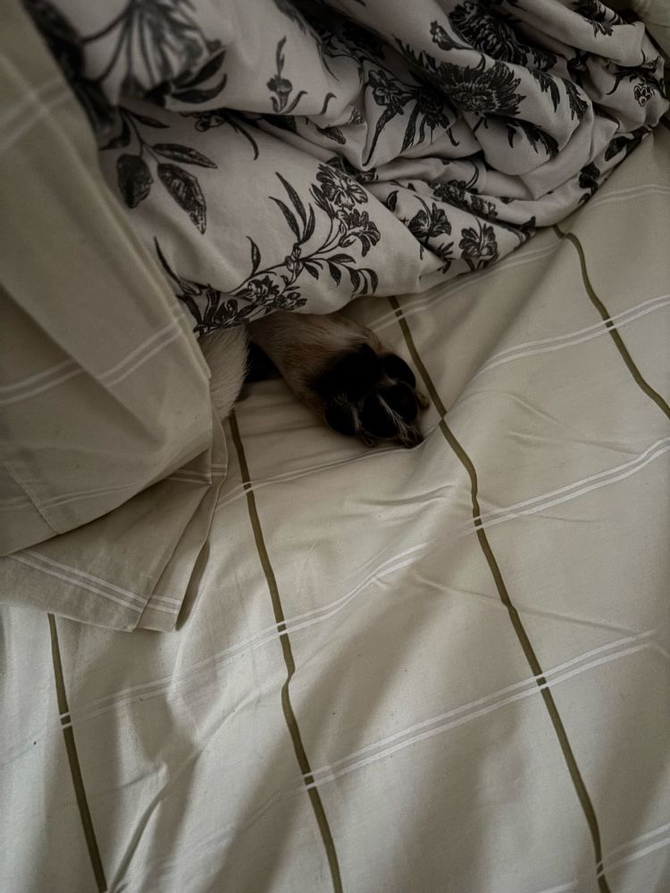 A photo of a dog’s paw sticking out from
Under a duvet. 