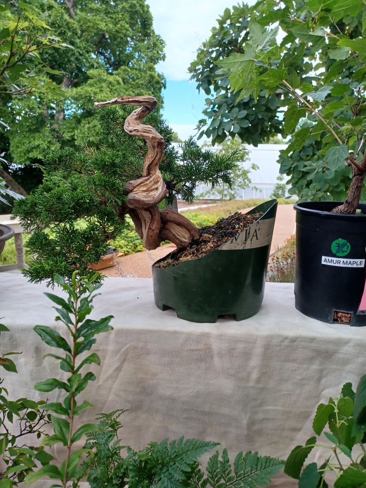 A pic of a bonsai tree, honestly was hoping to get one, but they were VERY pricy. 