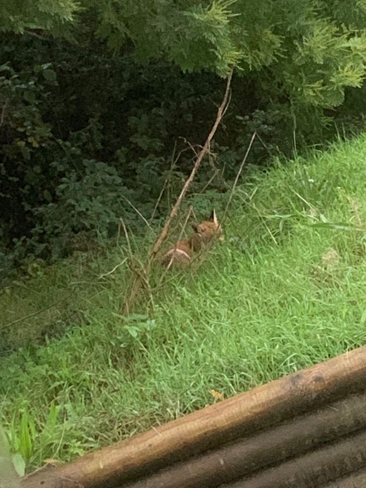 Photo d’un renard coucher dans l’herbe