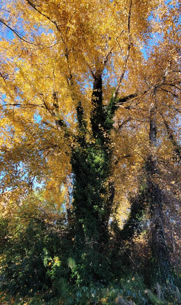 a tree in brilliant fall yellows, covered in crawling greenery.