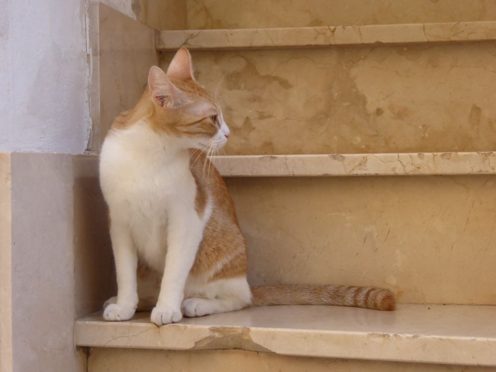 Kitten on stone doorstep in profile