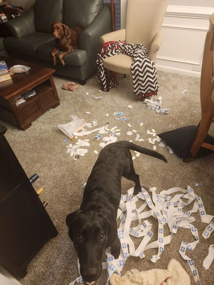 A cute black puppy in the middle of a room covered with paper & sticker debris. She did this. 