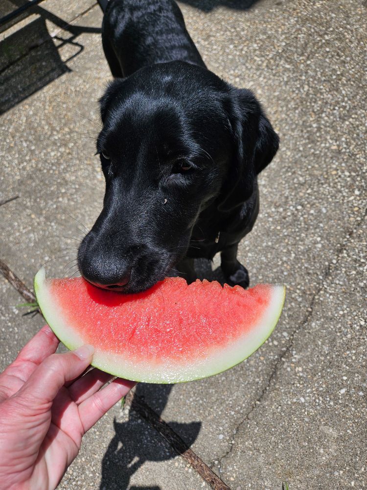 Black puppy eating a watermelon slice. 