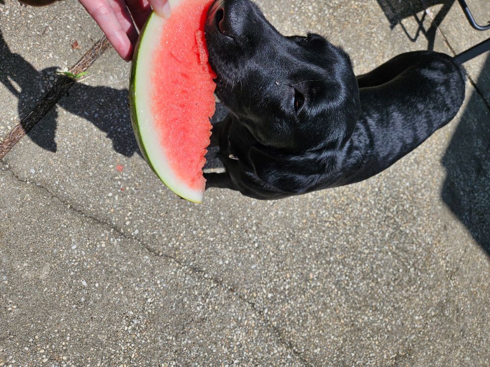 A black puppy eating a slice of watermelon. 