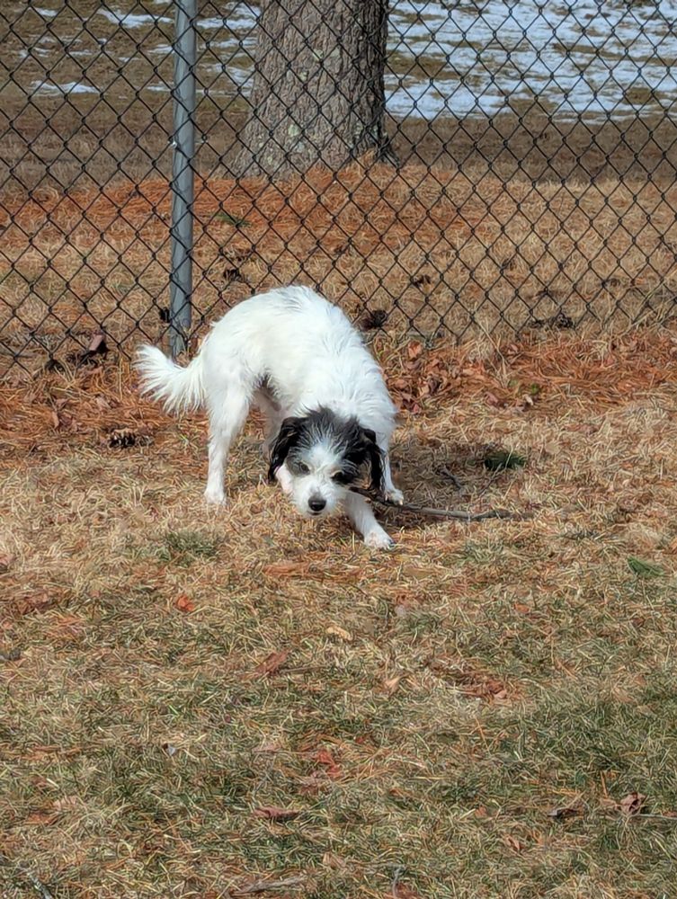 White wire-haired jack Russel mix puppy absolutely demolishing a twig. 