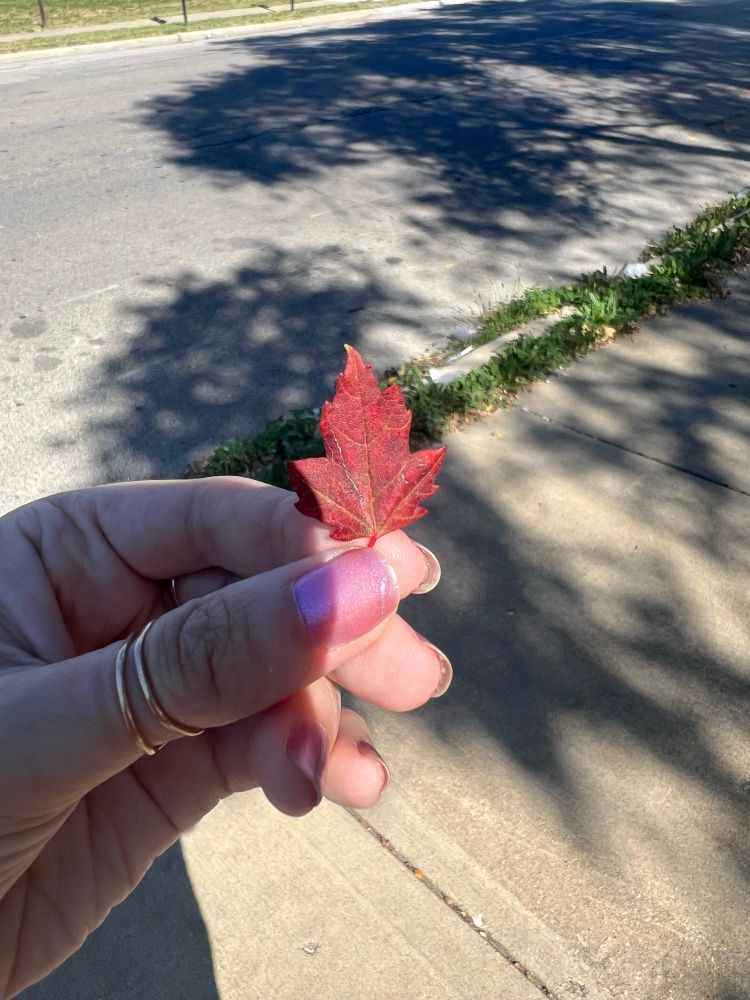 A hand holding a tiny red maple leaf