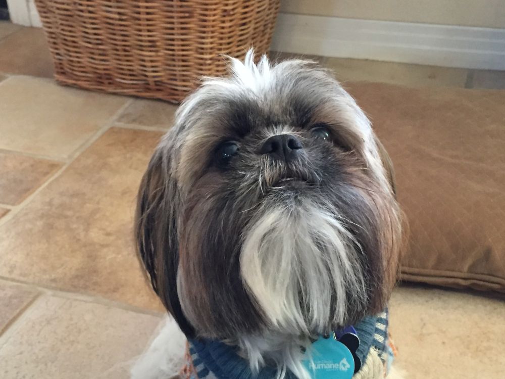 Photo of Shih Tzu, from his neck up, looking sweetly into the camera.