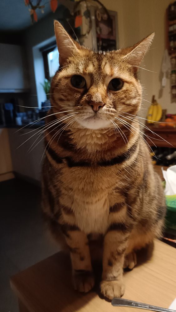 Florrie, tabby cat, asking if I am done with my breakfast, because she would also like Omelette with marmite, ham and baked beans 