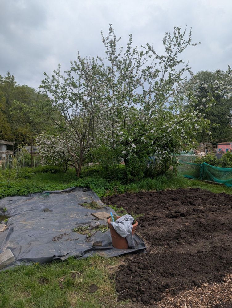 Part of the prepped veg patch, plus another bit under tarpaulin and a range of fruit trees including one with lots of blossom that might be apple, not sure). 