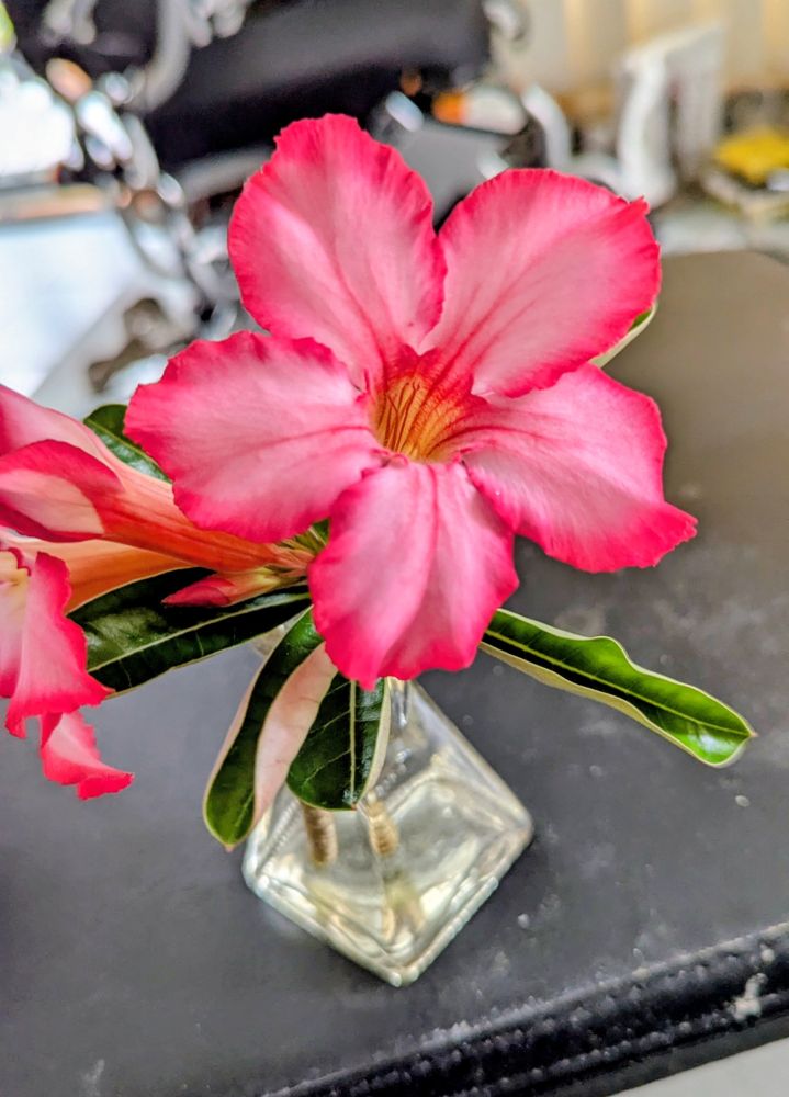 Desert Rose flower 5 petals lighter pink on inside to dark pink on outside.  