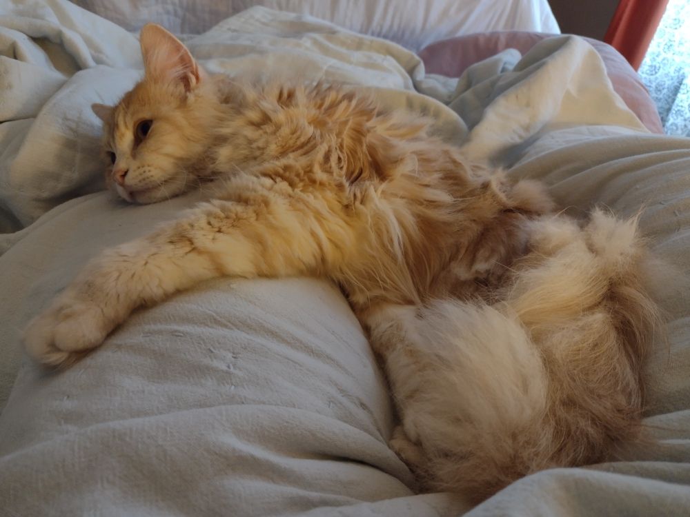 A tired ginger cat sprawled across his human's legs. 