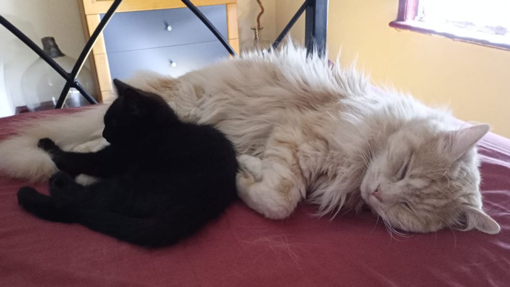 A small black kitten sleeps cuddled up with a large ginger cat.