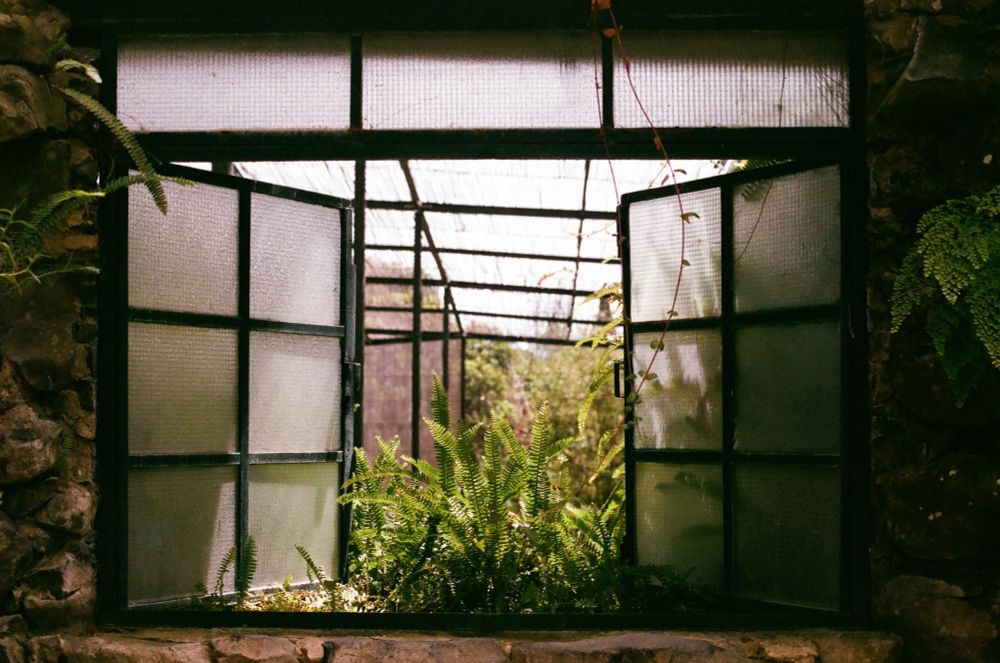 Ferns backlit in an open frosted window set into a stone wall in an arboretum. 