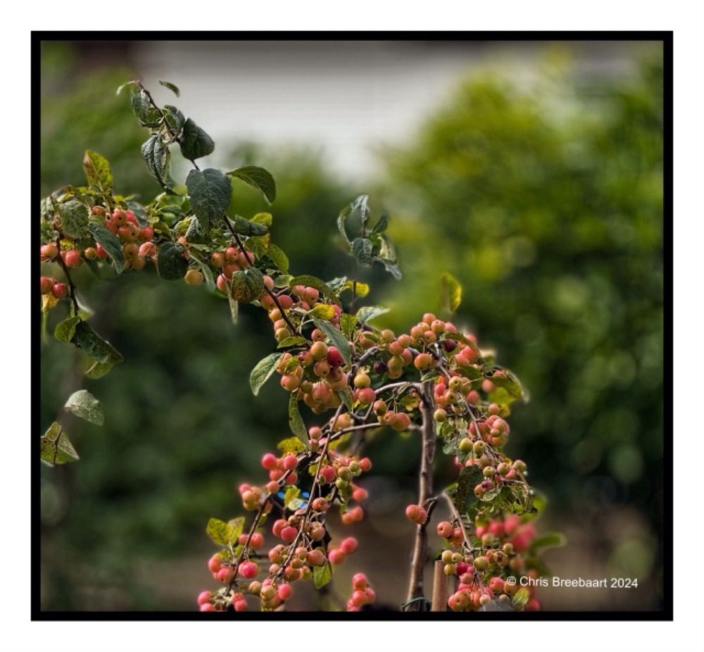 Apple Time: Autumn has arrived