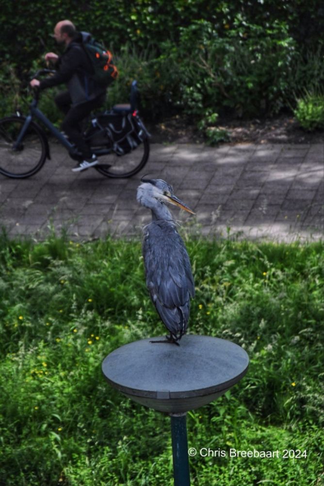 Co-existence in Habitat: A Heron’s View of Oegstgeest, Netherlands