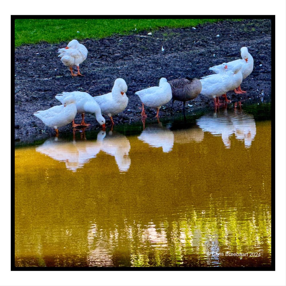 Geese at Waterside: Autumn Mood Setting in Oegstgeest