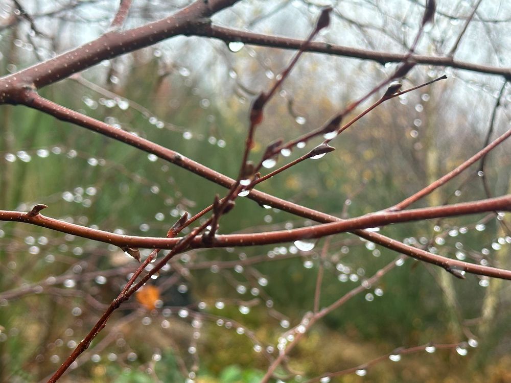 Regentropfen an Birkenzweigen