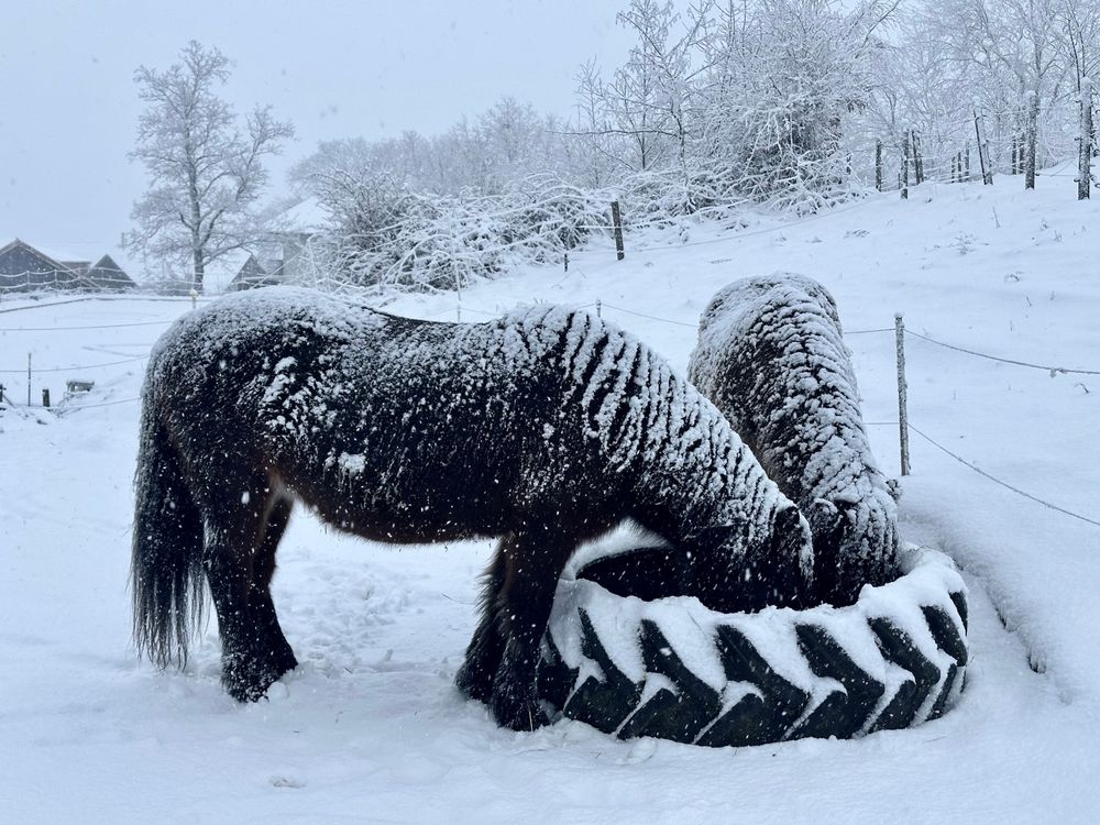 zwei Islandpferde fressen Heu aus einem Traktorreifen, rundherum alles eingeschneit - auch die Pferde selbst haben eine Schneeschicht auf ihrem dicken Winterfell