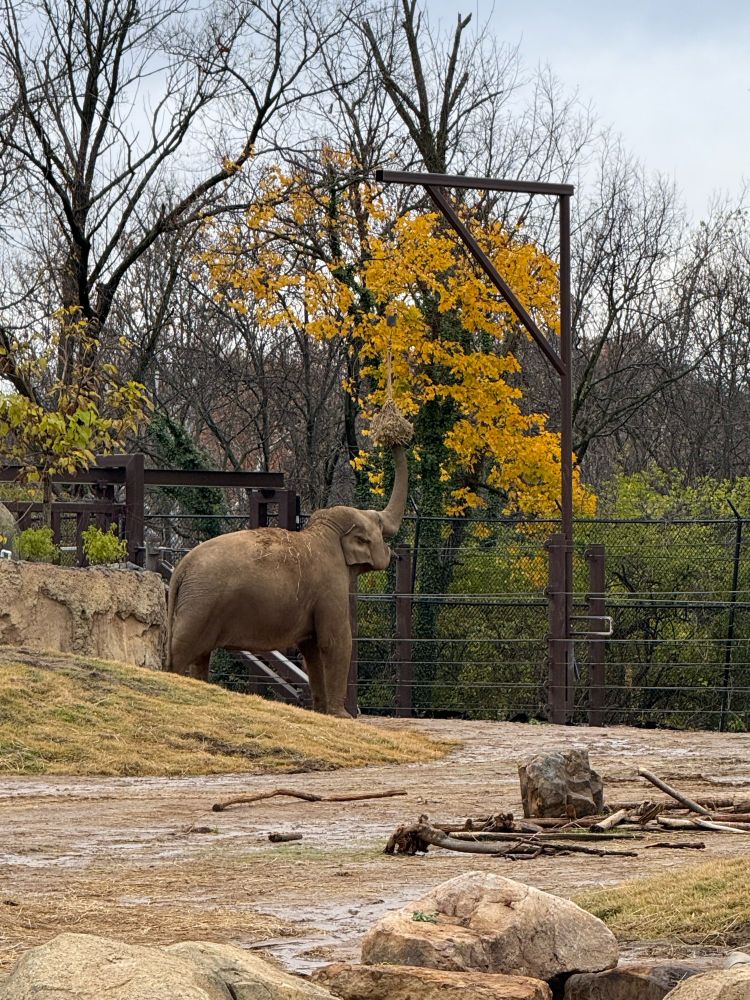 An elephant, most likely the cow named SheRa, reaches up with her trunk to reach hay suspended in the air at Elephant Trek in the Cincinnati Zoo and Botanical Gardens (November 19, 2024)