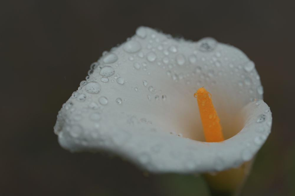 オランダカイウ　 Zantedeschia aethiopica