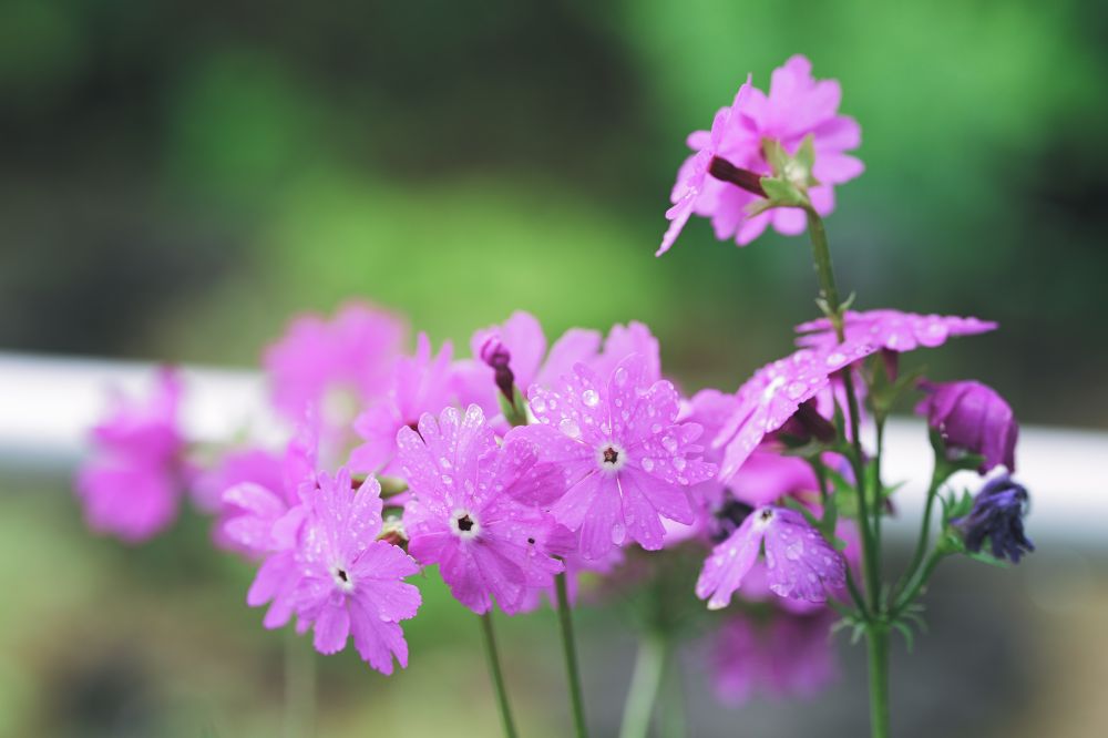 サクラソウ　Primula sieboldii