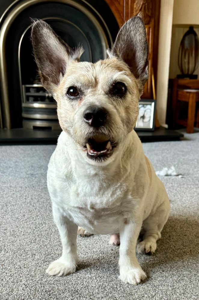 Picture if a Jack Russell dog holding a treat in his mouth