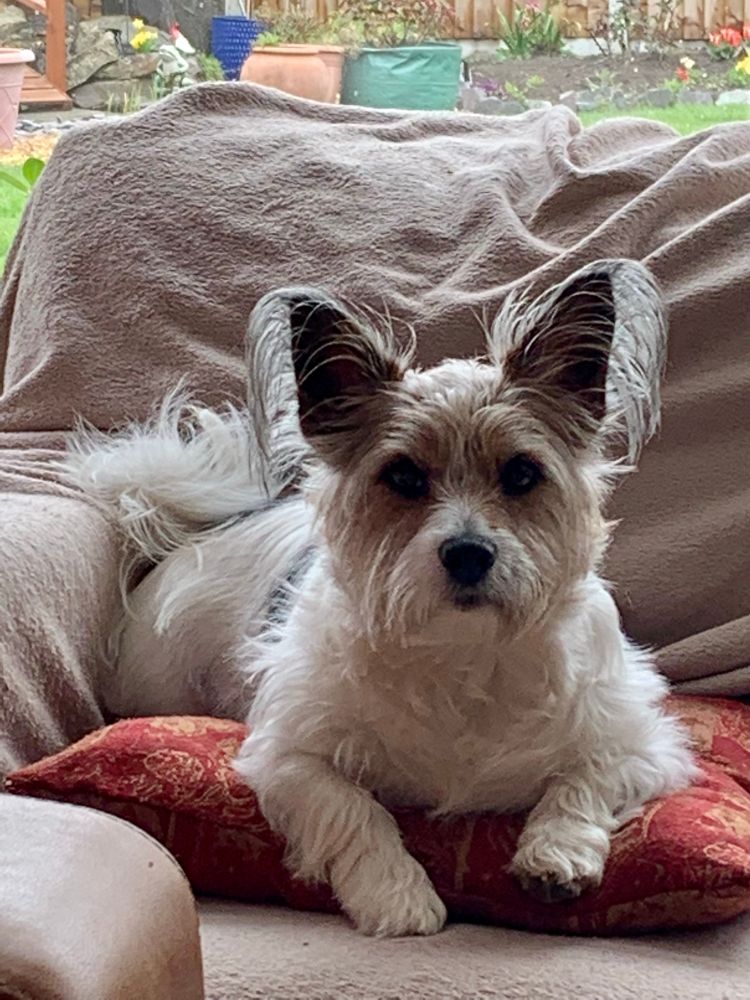 Dog