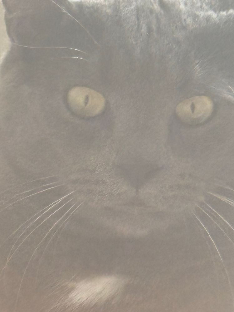 A third photo of korjik even closer to his face 