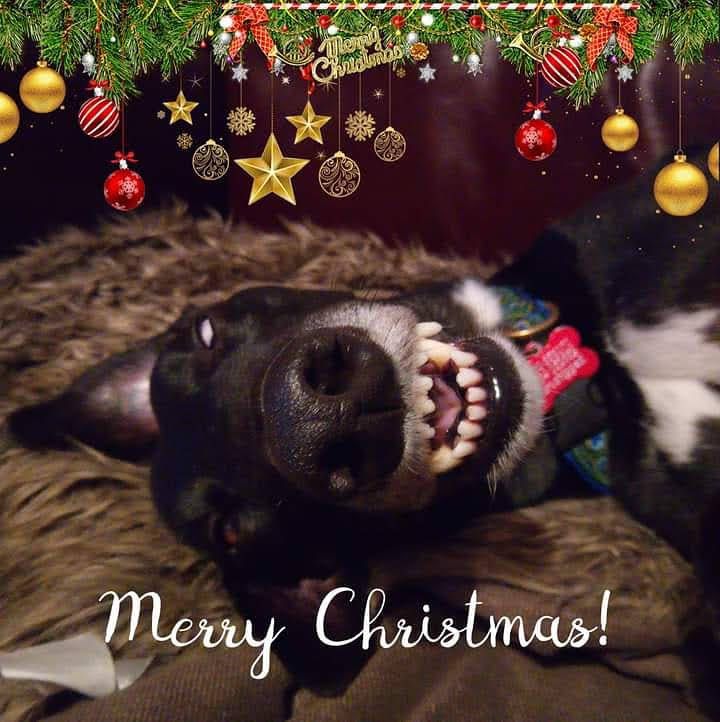 Image shows the head of a black greyhound who is asleep with her mouth open and teeth showing, looking like she's drunk. She is lying on a furry blanket. At the top of the image is a graphic of Christmas decorations. At the bottom is "Merry Christmas" in a white calligraphy font.
