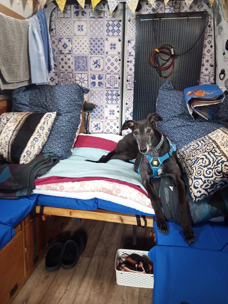 Image shows a black greyhound wearing a blue harness, sitting on some blankets in the back of a campervan. She's looking at the camera with her ears half-pricked. 