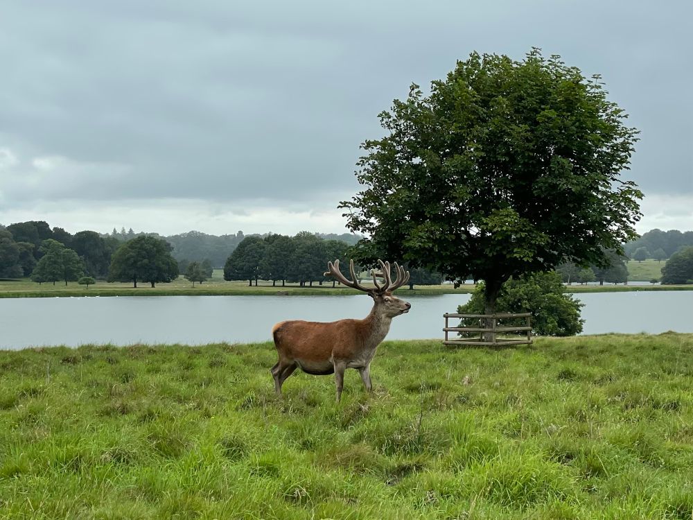 A stag in grass with a lake and trees in the background.