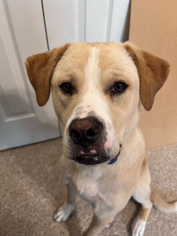 Kerry the dog. Two nights ago he found a dead squirrel, picked it up, and point blank refused to give it up until forced. He maintains he did nothing wrong and doesn’t see why he shouldn’t have been allowed to bring his new friend home. 