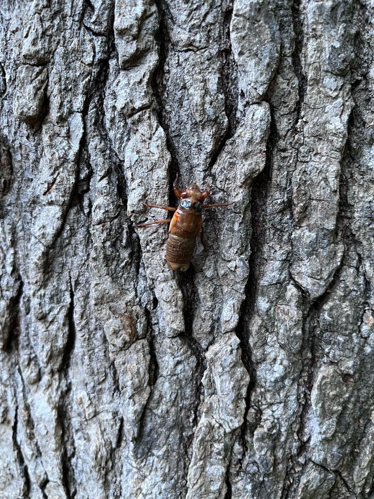 Emerged cicada climbing a tree