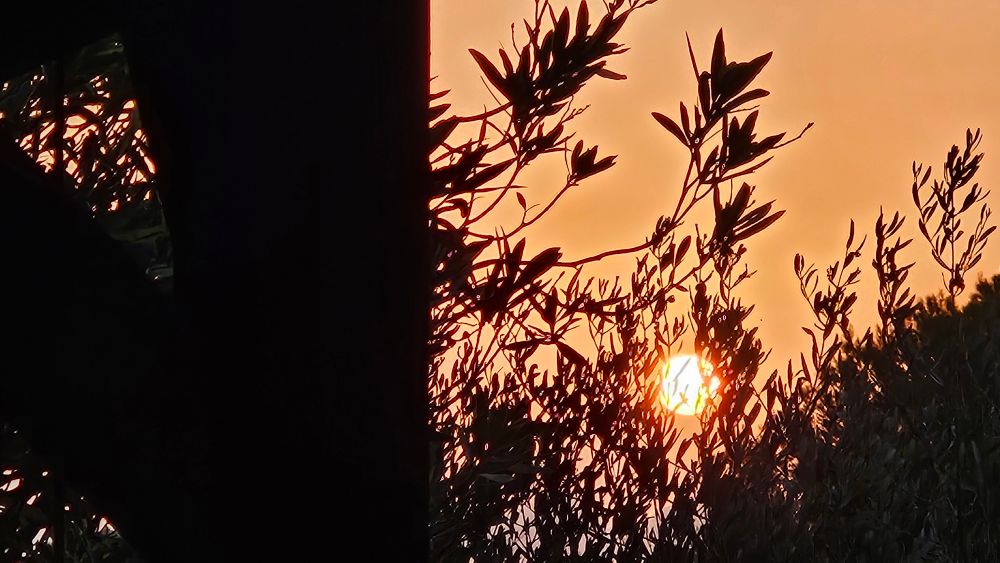 Gebäude Wand füllt halbes Bild. Auf der anderen Hälfte Pflanzen und dahinter der Sonnenaufgang!