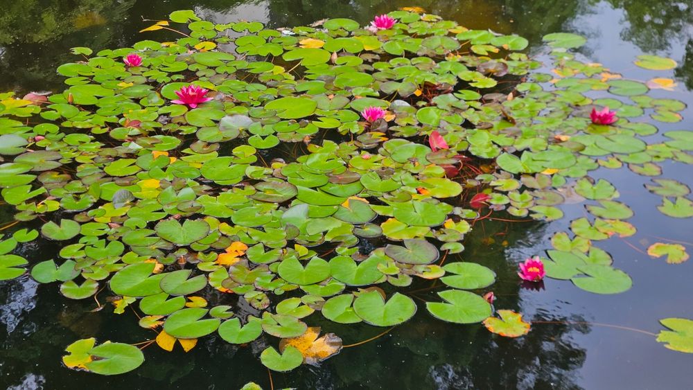 Rote Seerosen im Teich!