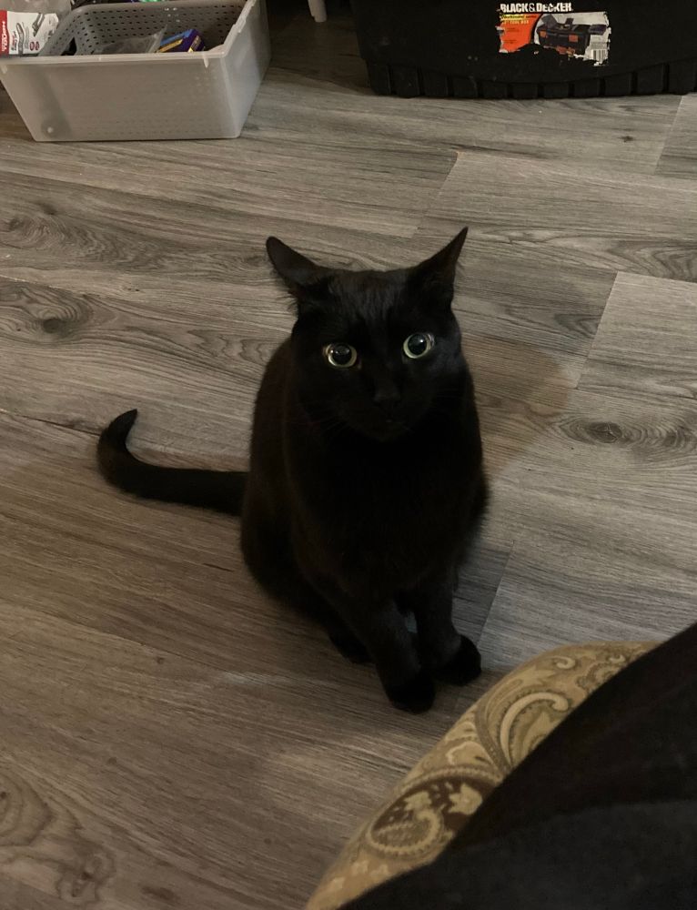 A solid black cat sitting on the floor looking up at the viewer. Aside from his eyes, which are very big, he has no distinguishing features other than “black cat shaped creature” 