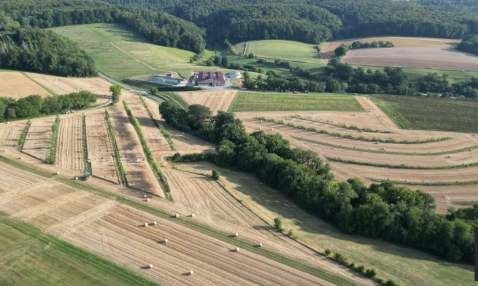 Silvoarable Agroforstsysteme