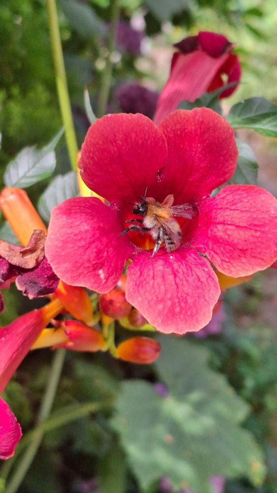 Akkerhommel in oranjerode bloem trompetplant 