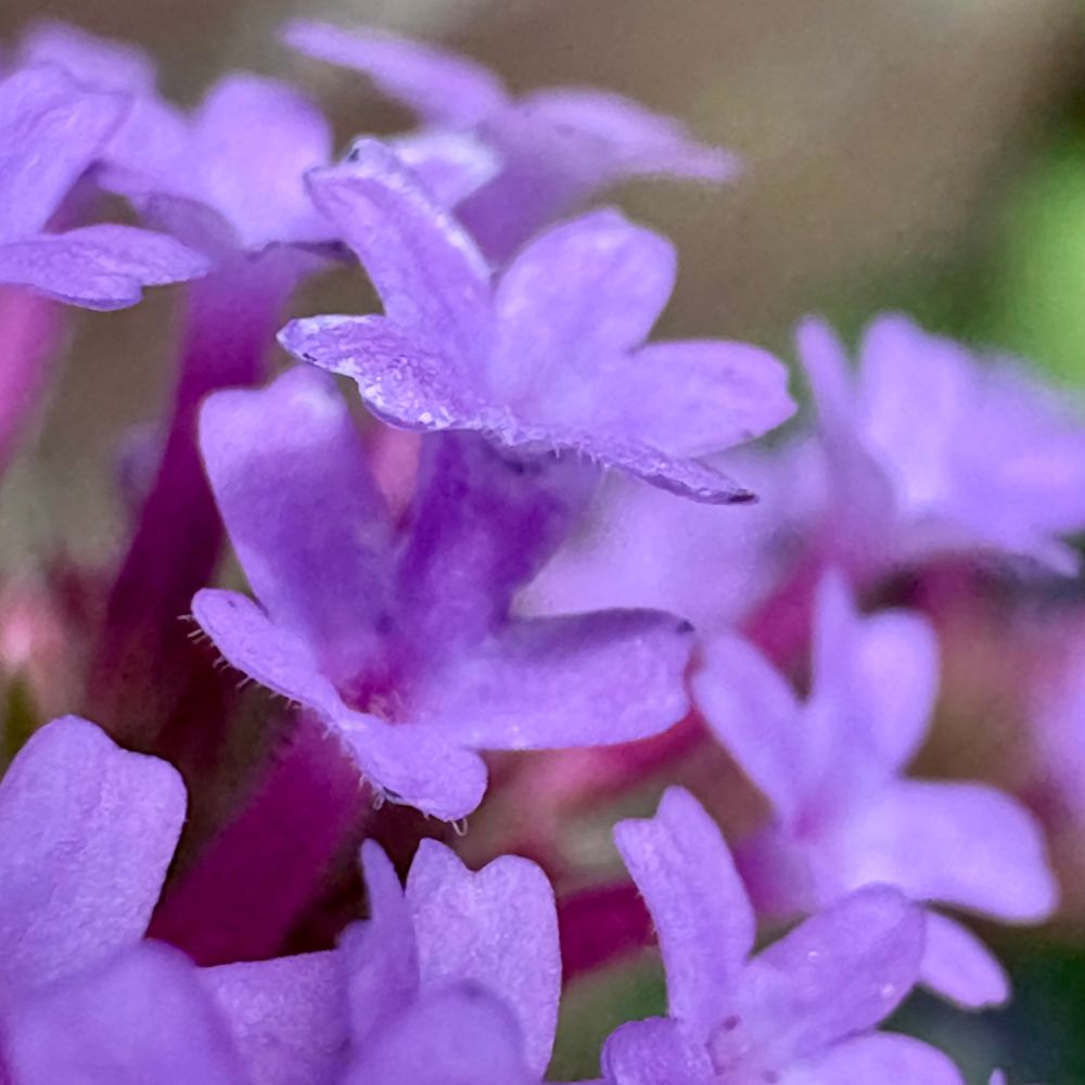 A macro photo of purple flowers. Name of the plant is Verbena