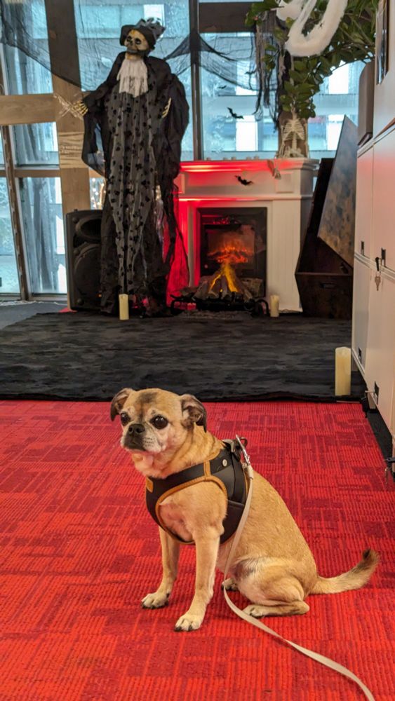 Mops vor Halloween Deko